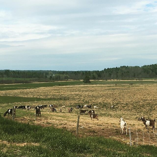 We have been waiting 21 months for this picture. .
#goats #maine #mainefarms #goatfarming #goatfarmer #207 #goatcheese #nubiangoats #mainecheese