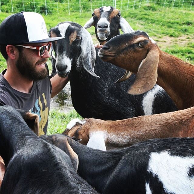 Team meeting. 🐐💙🐐💙🐐
#goats #goatfarm #goatfarmer #maine #mainefarms #goatcheese #nubiangoats #207 #localfarms #localfood #knowyourfarmer #knowyourfood #cheesefromhappygoats #fgfmaine