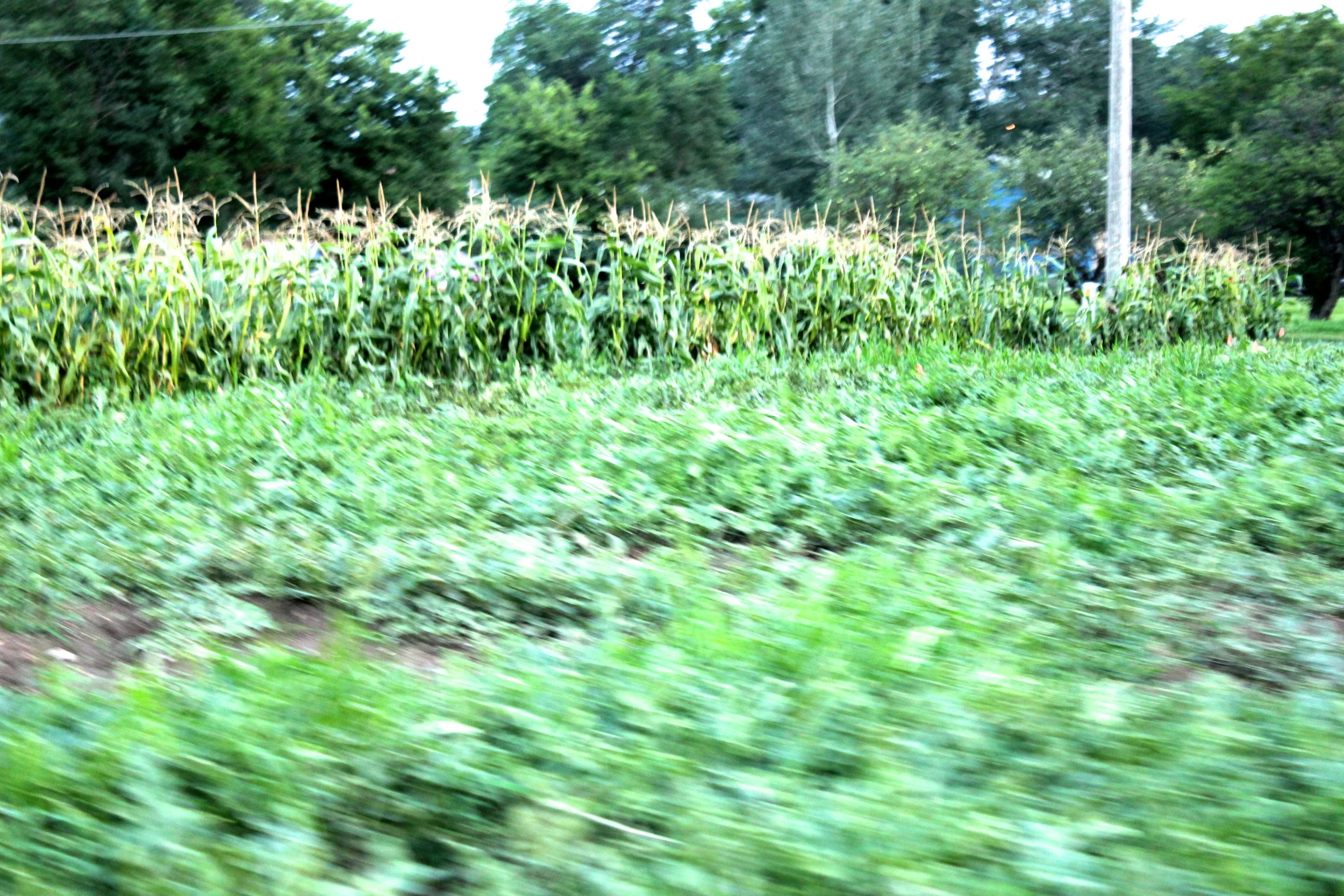 IMG_8570.JPG