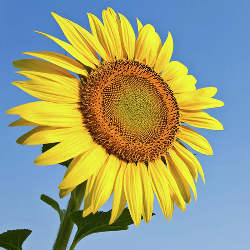 kluftzonnebloem.jpg
