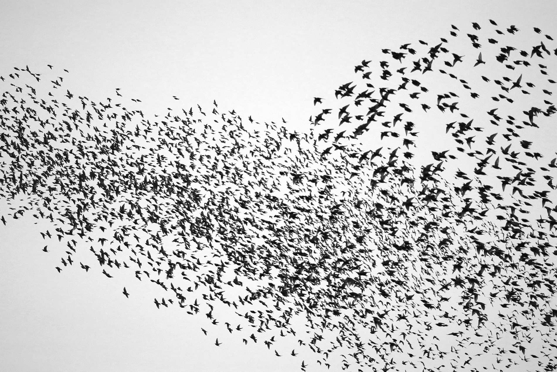 …And as I watched, one bird, prompted by accident or will to lead, ceased resting; and, lifting in a casual billow, the flock ascended as a lady’s scarf,