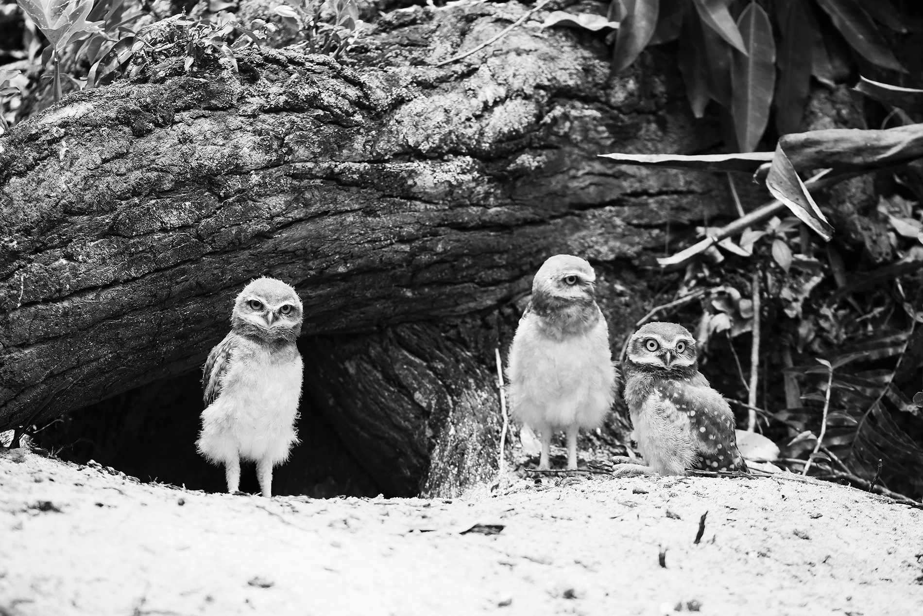 It’s those looks — It’s baby burrowing owls