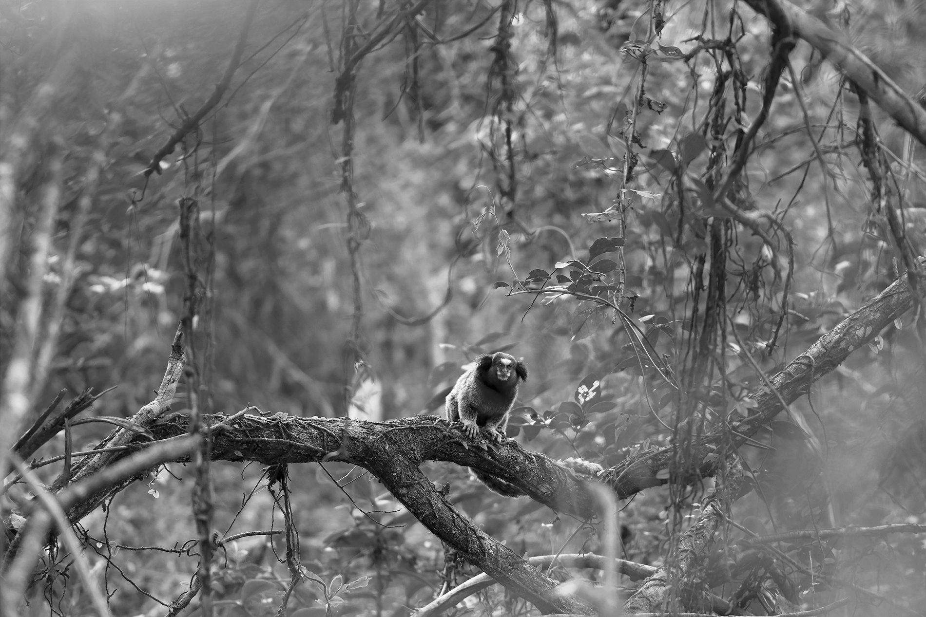 IMG_5022 BW 1900px.jpg