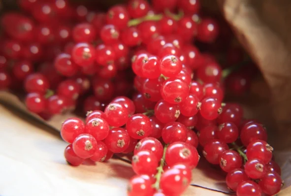 red_currants new.jpg