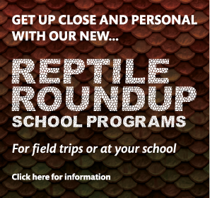 REPTILE ROUNDUP WEB TILE
