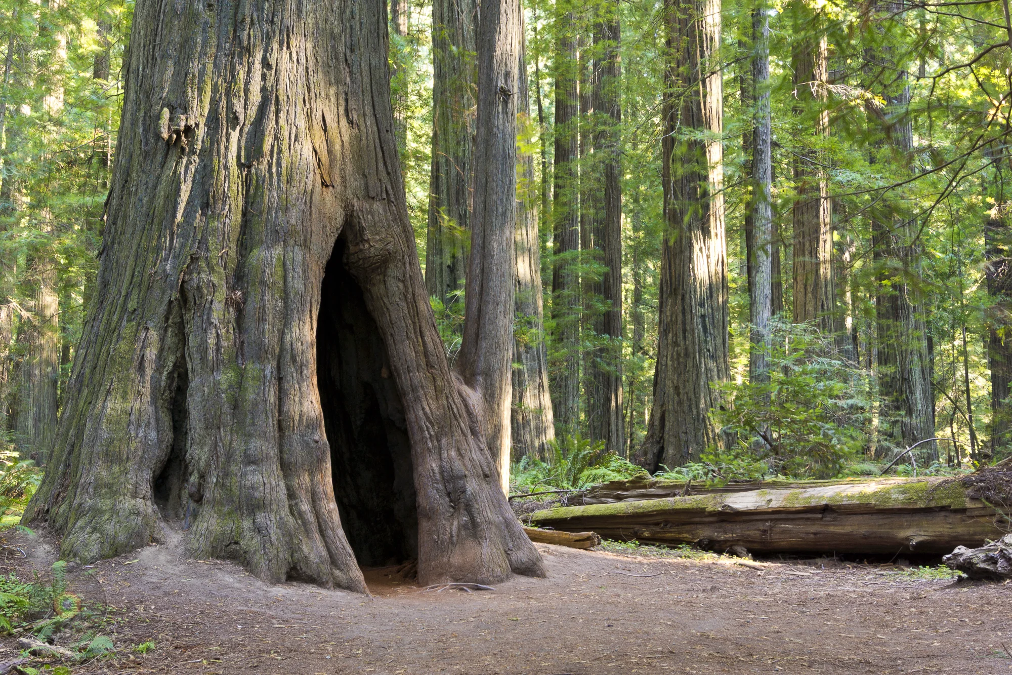 Дерево пещера. Дерево в пещере. Дерево в пещере. Дерево пещера. Пейзажи фэнтези пещеры.