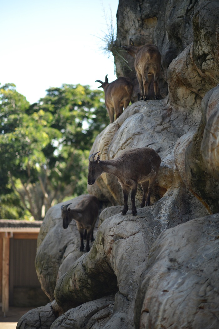 Taronga-Zoo-Sydney-Australia-Menswear-Fashion-Blog-Dapper-Lou16.jpg