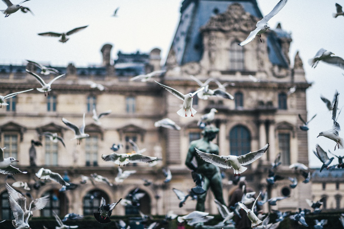 birds-paris-louvre-dapperlou (1 of 1)-3.jpg