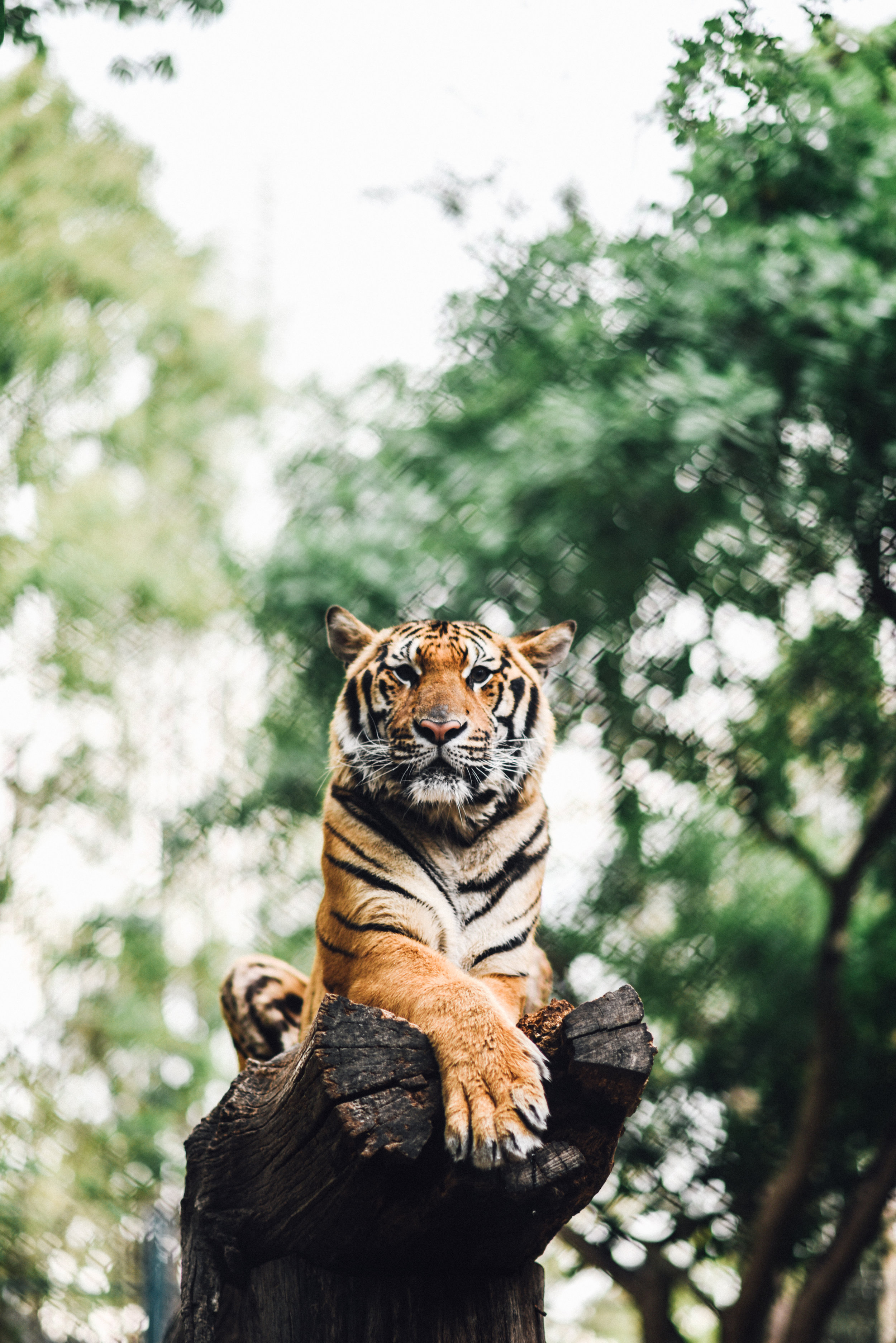 tiger-kingdom-thailand-2.jpg