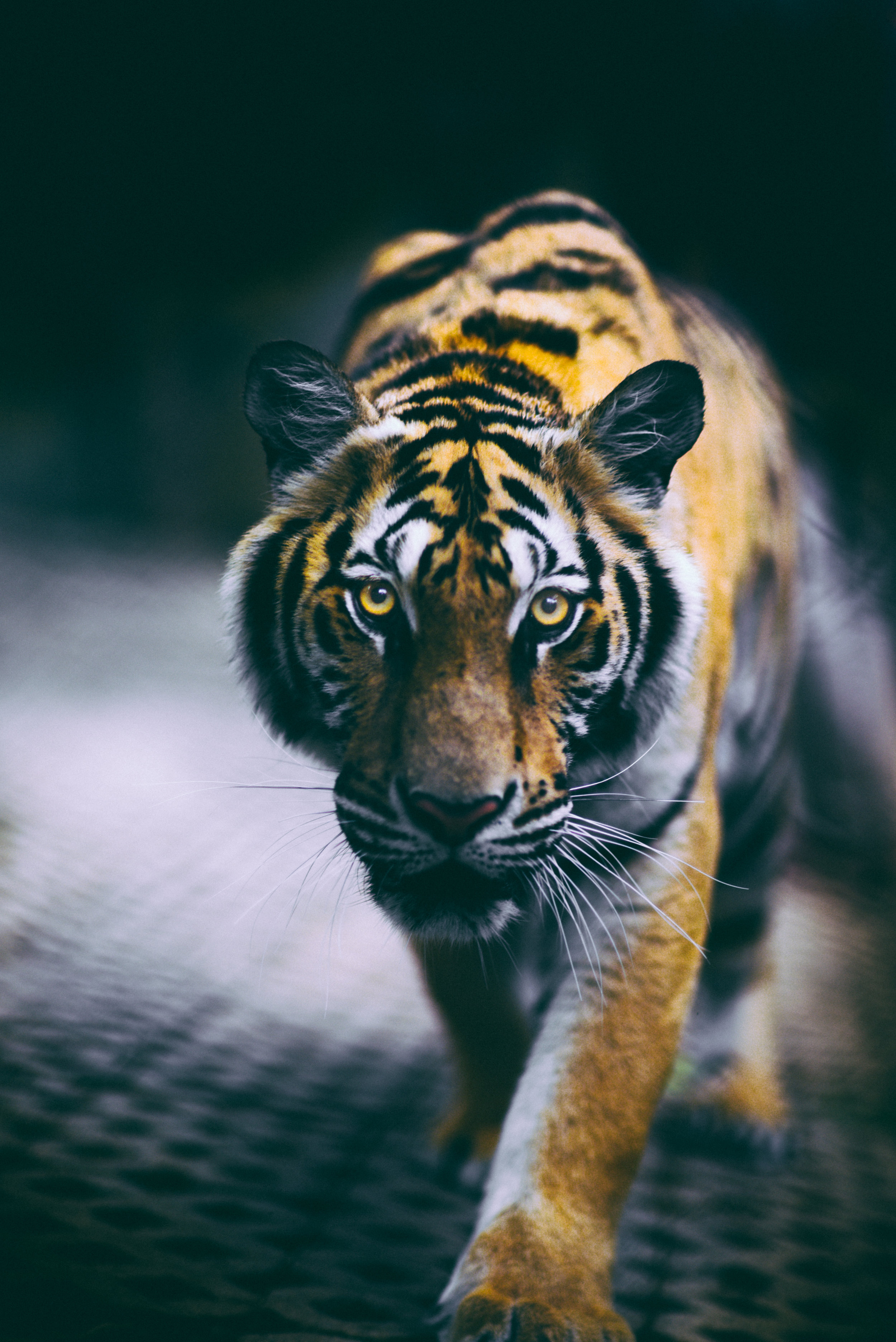 tiger-kingdom-thailand-3.jpg