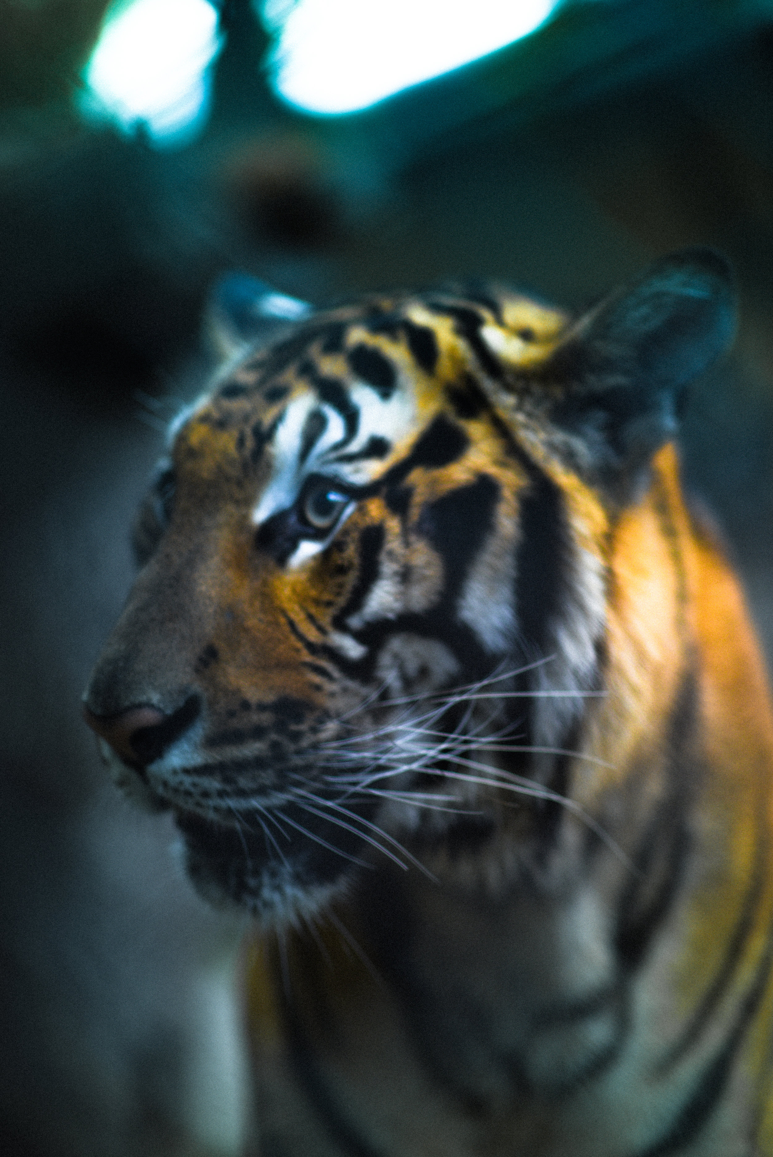 tiger-kingdom-thailand-5.jpg
