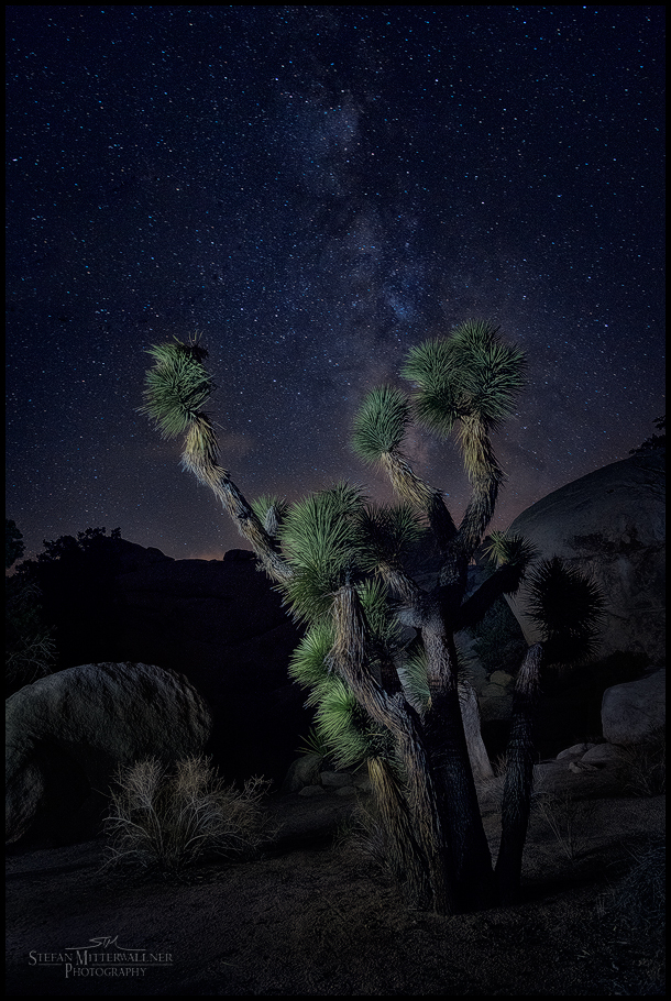 Joshua Tree at Nightrest