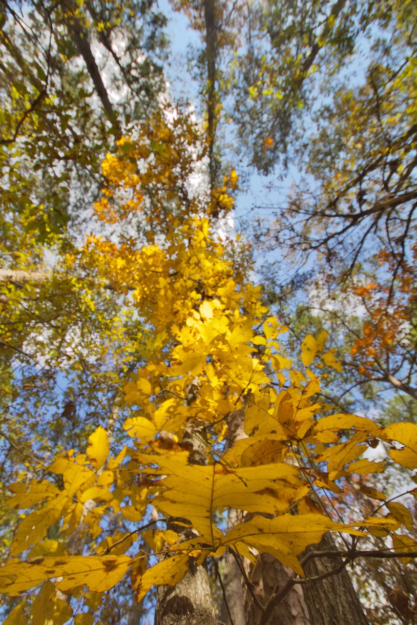 IMG_7323.jpeg