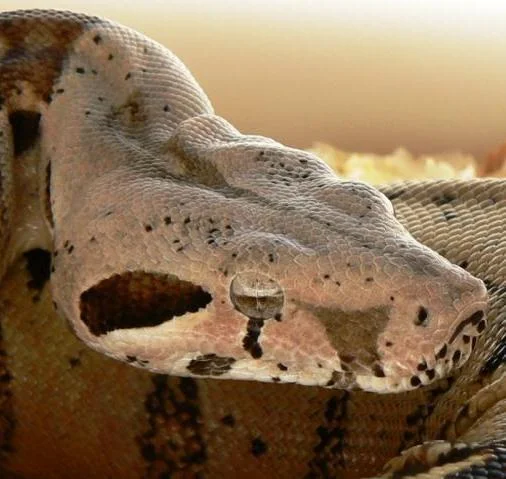 T+Albino.jpg