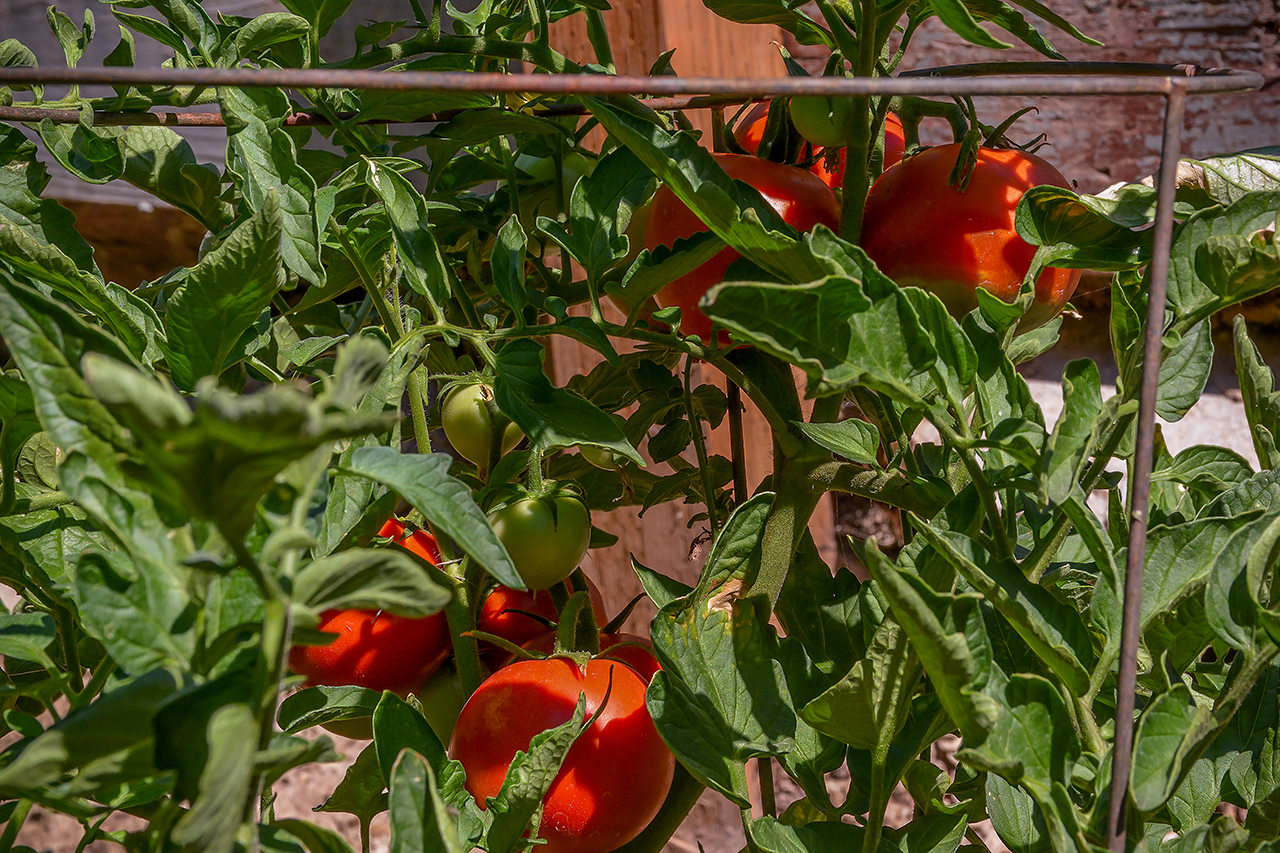 More Tomatoes