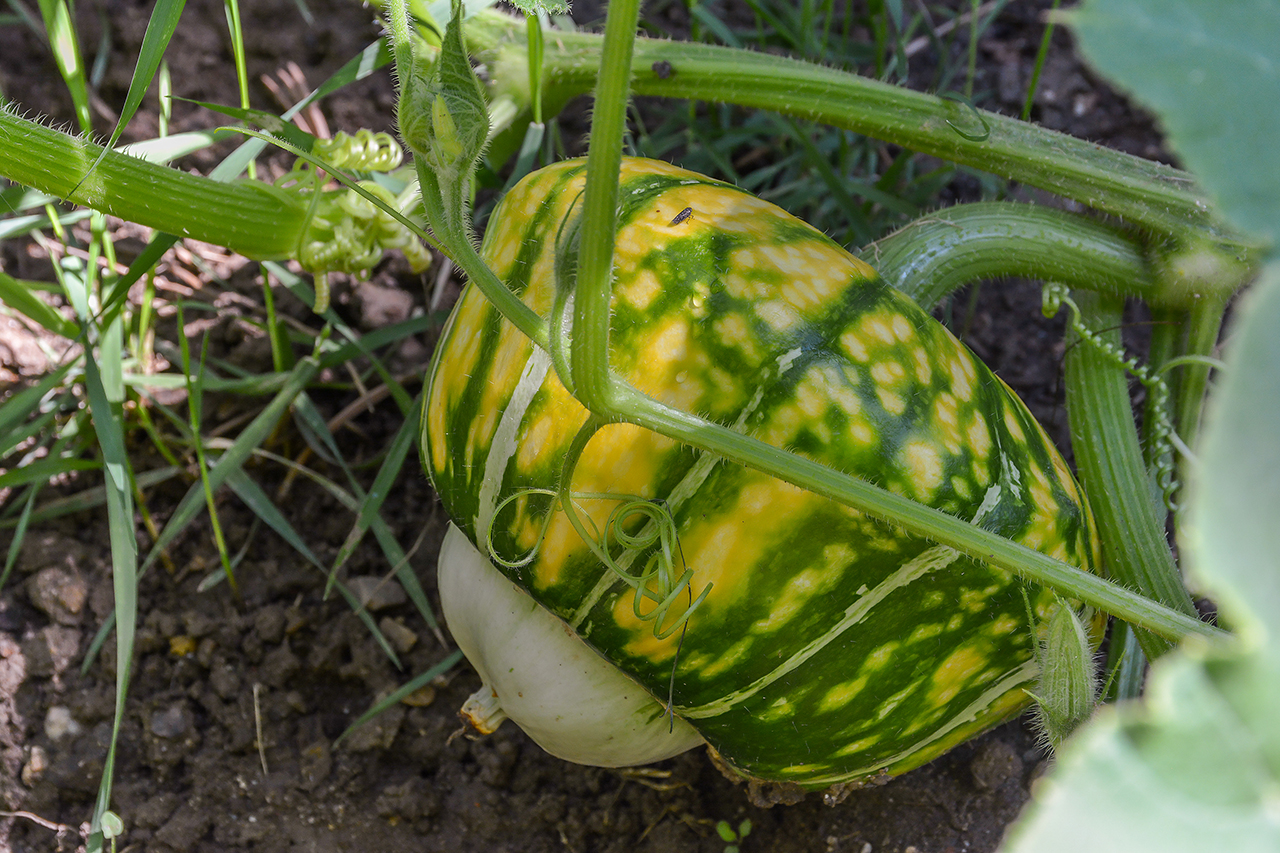 Turbin Squash