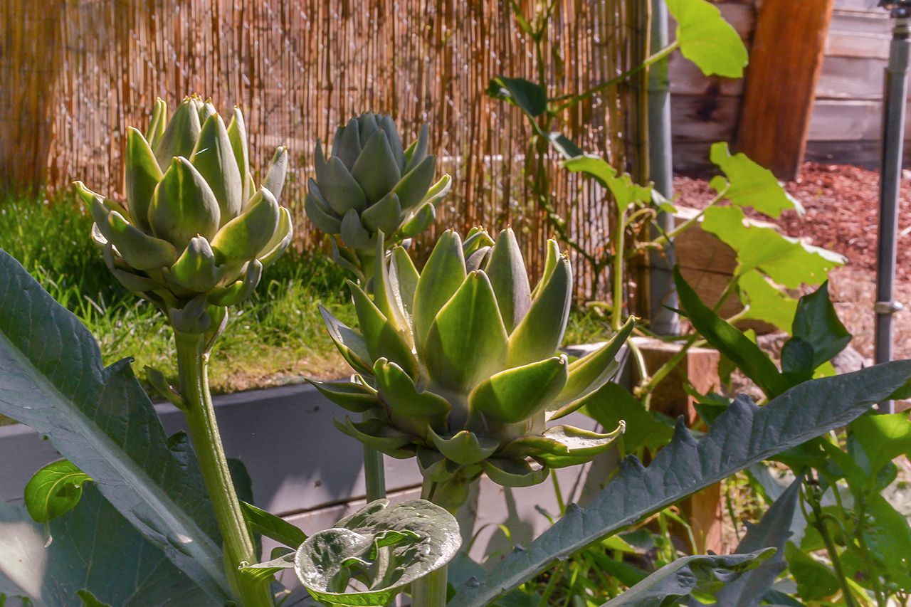 Artichokes