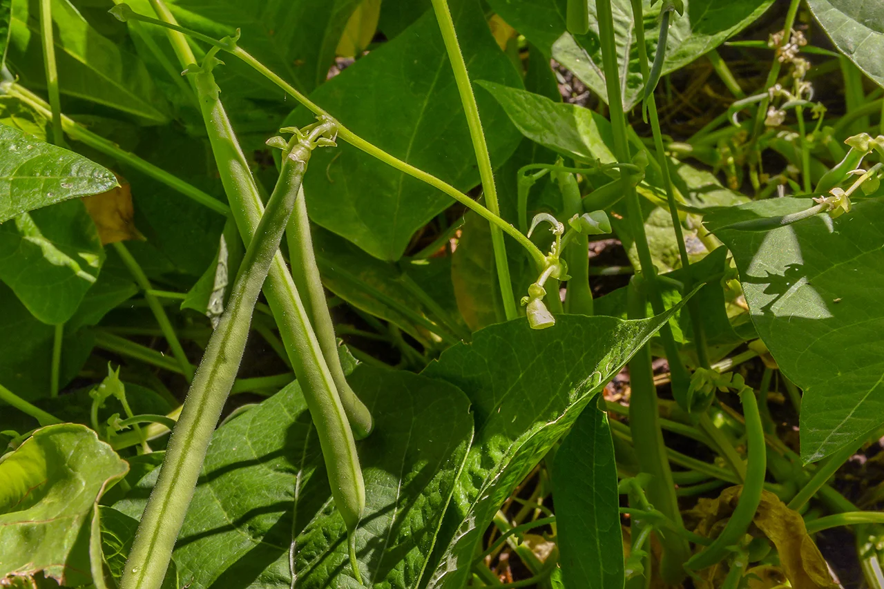Green beans