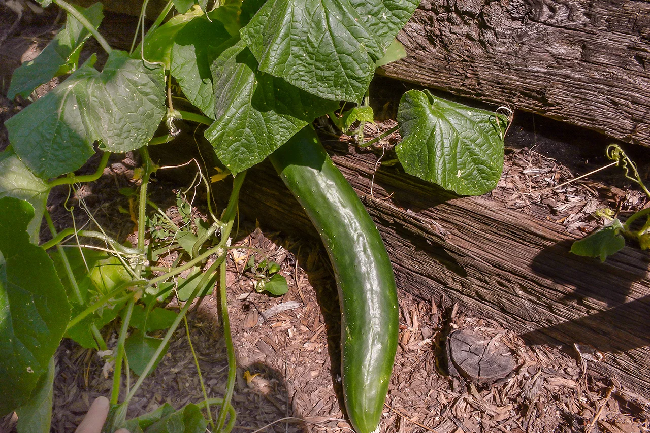 Cucumber