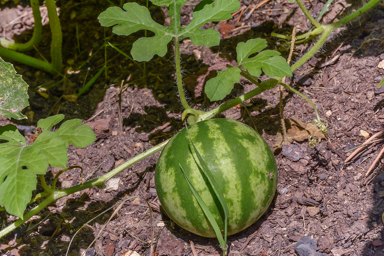 Baby Watermelon