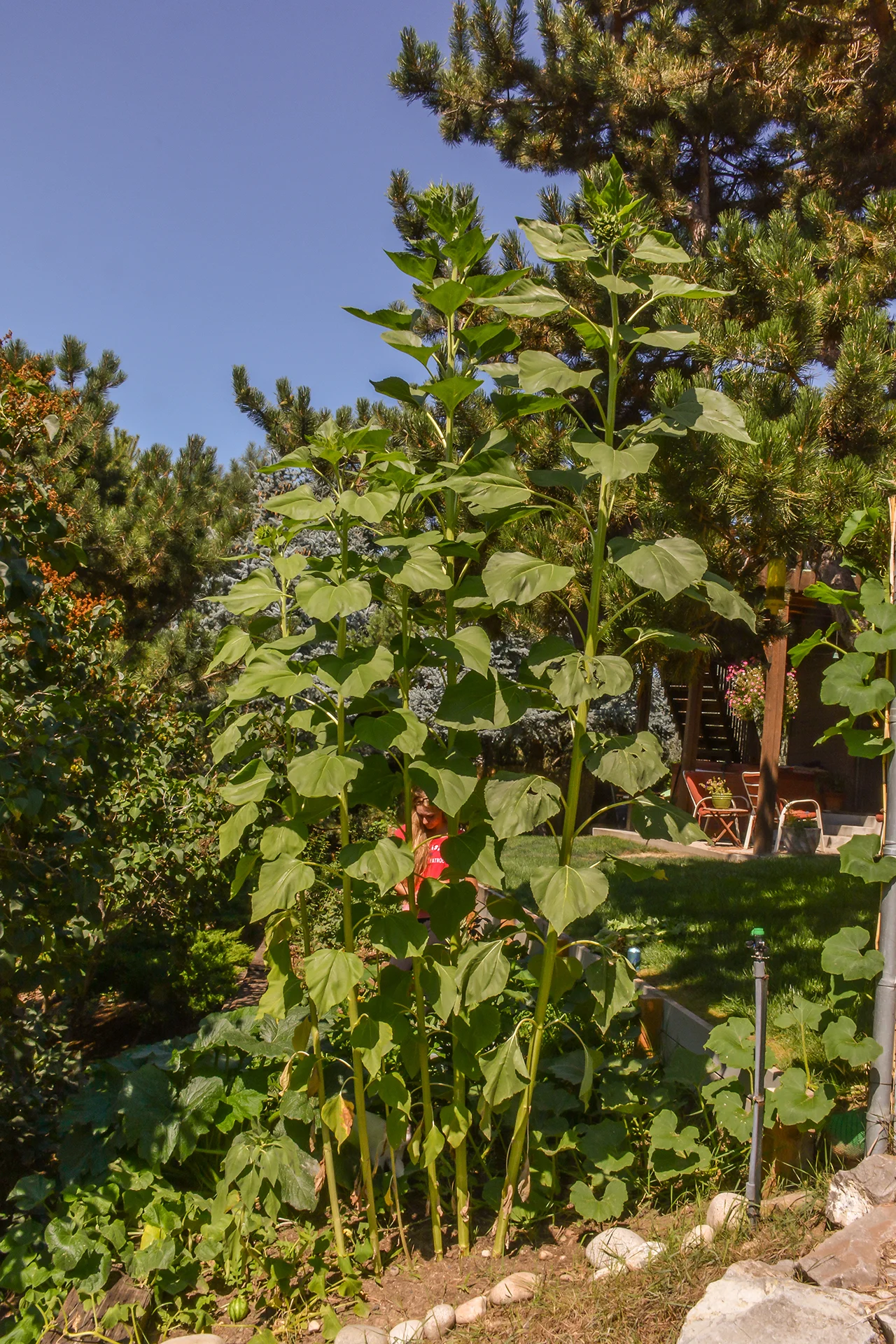 Sunflowers