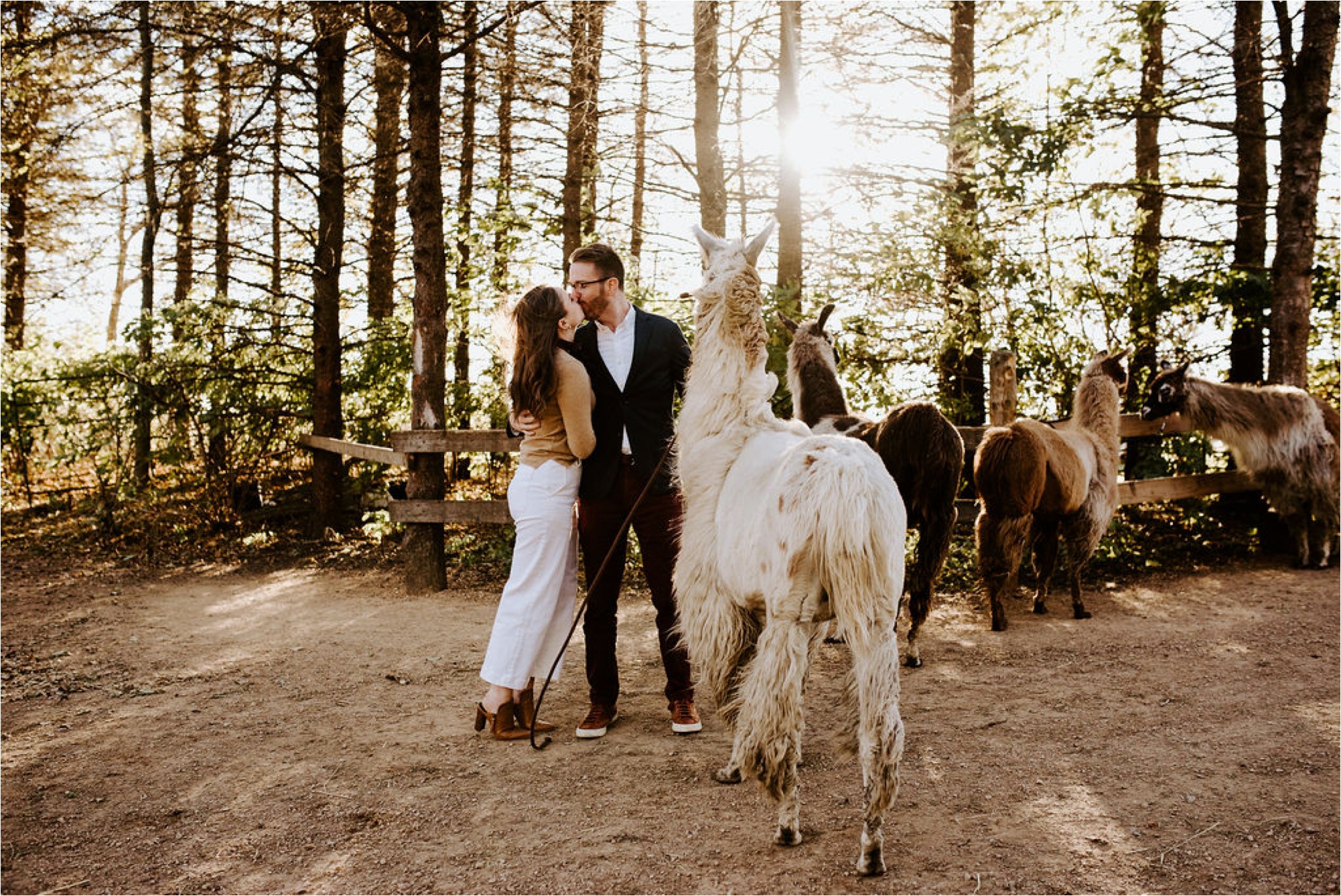 Carlson's Loveable Llamas Waconia Minnesota Engagement Session_3674.jpg