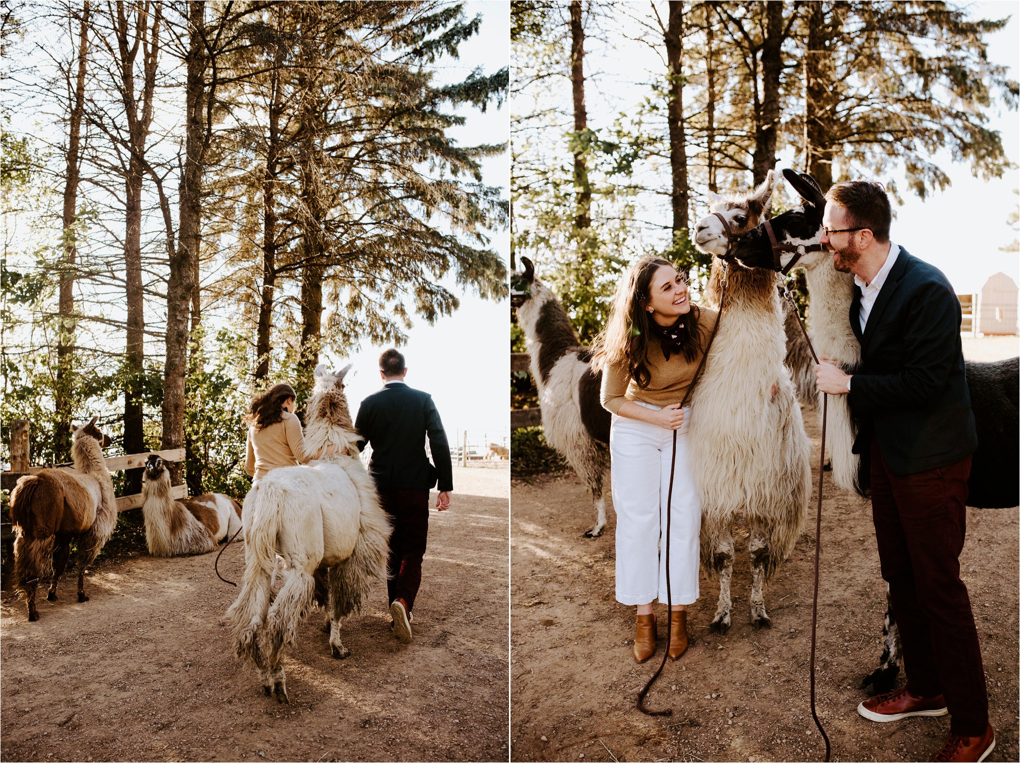 Carlson's Loveable Llamas Waconia Minnesota Engagement Session_3675.jpg