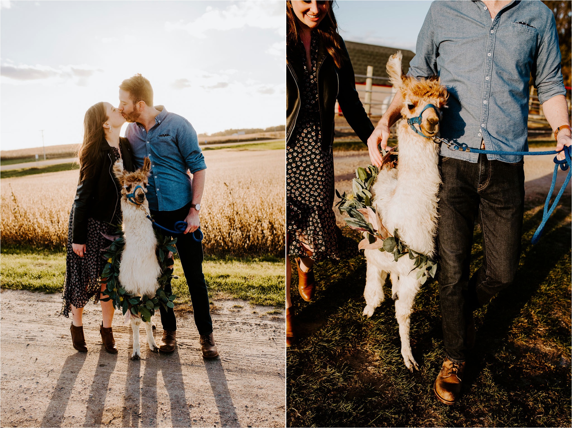 Carlson's Loveable Llamas Waconia Minnesota Engagement Session_3681.jpg