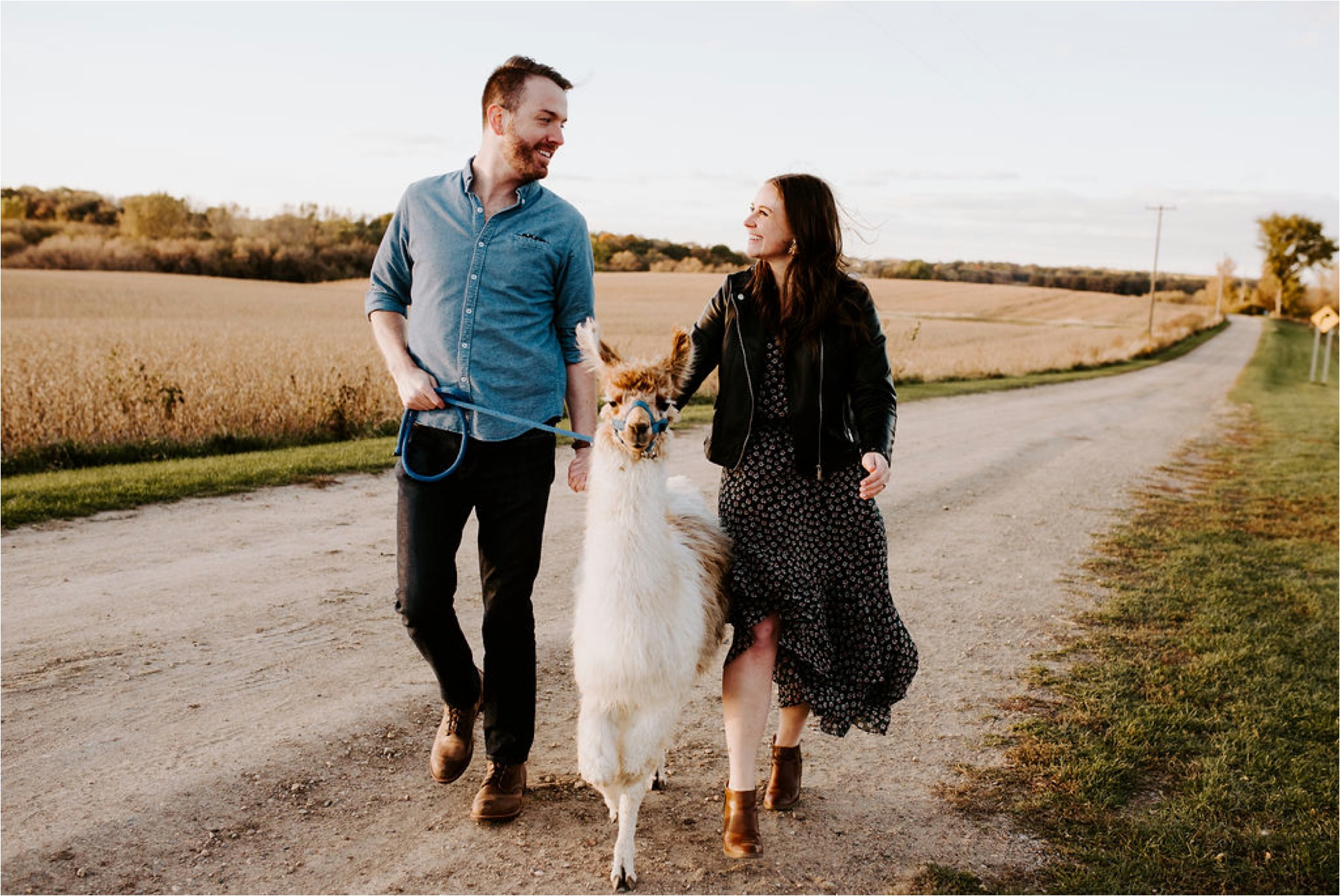 Carlson's Loveable Llamas Waconia Minnesota Engagement Session_3683.jpg