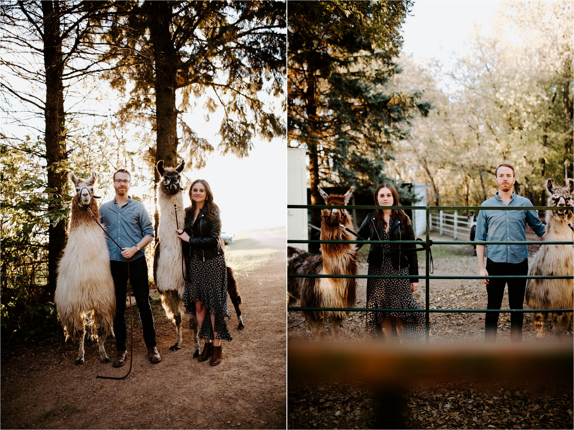 Carlson's Loveable Llamas Waconia Minnesota Engagement Session_3684.jpg