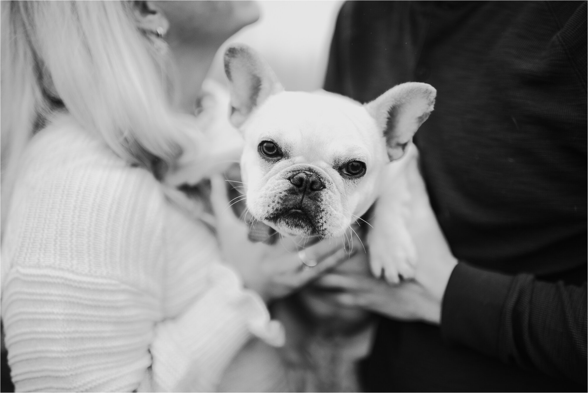  french bulldog frenchie engagement session puppy pet family member dog puppy minnesota photography 