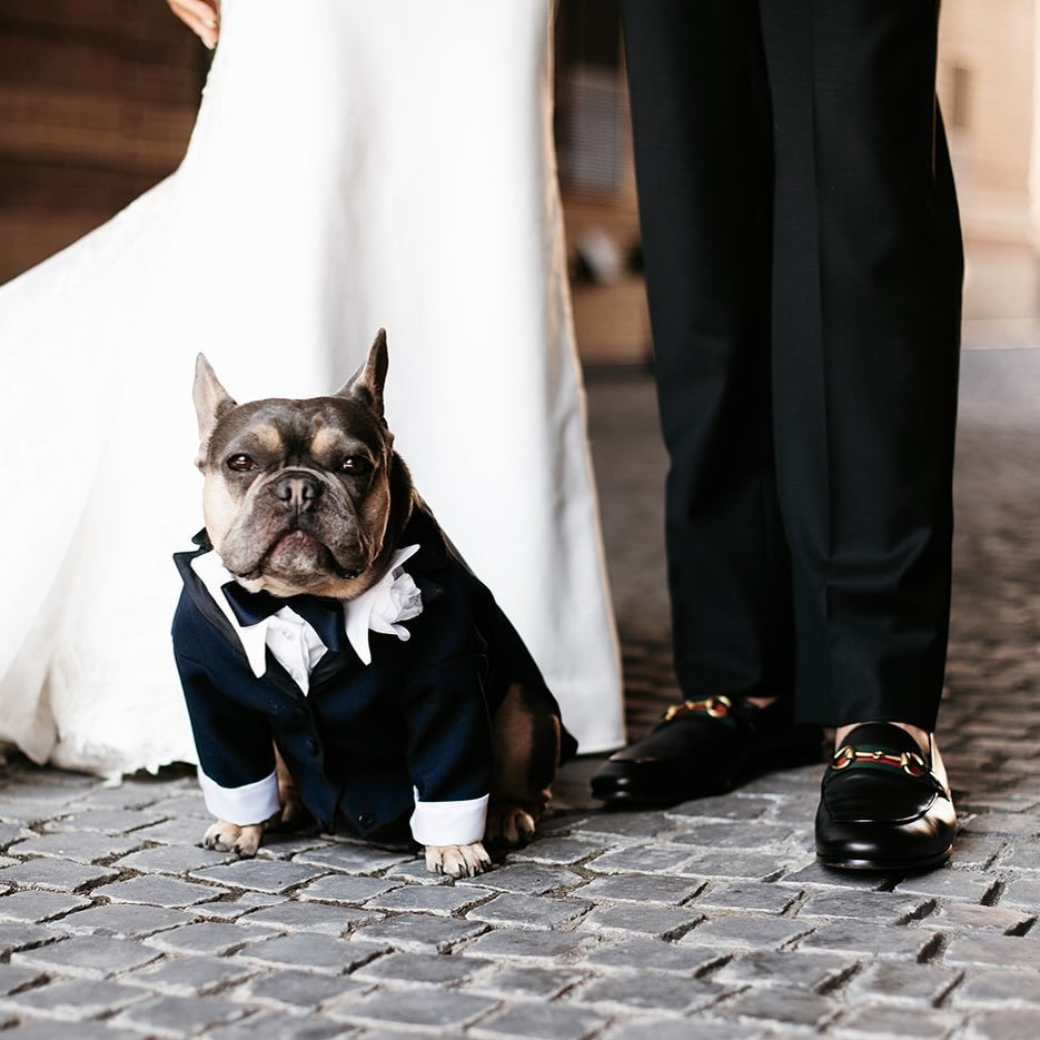 Suited up for wedding season starting for me this weekend 🫡 also 2024 couples, please order your dog their own outfit to keep us all entertained!!