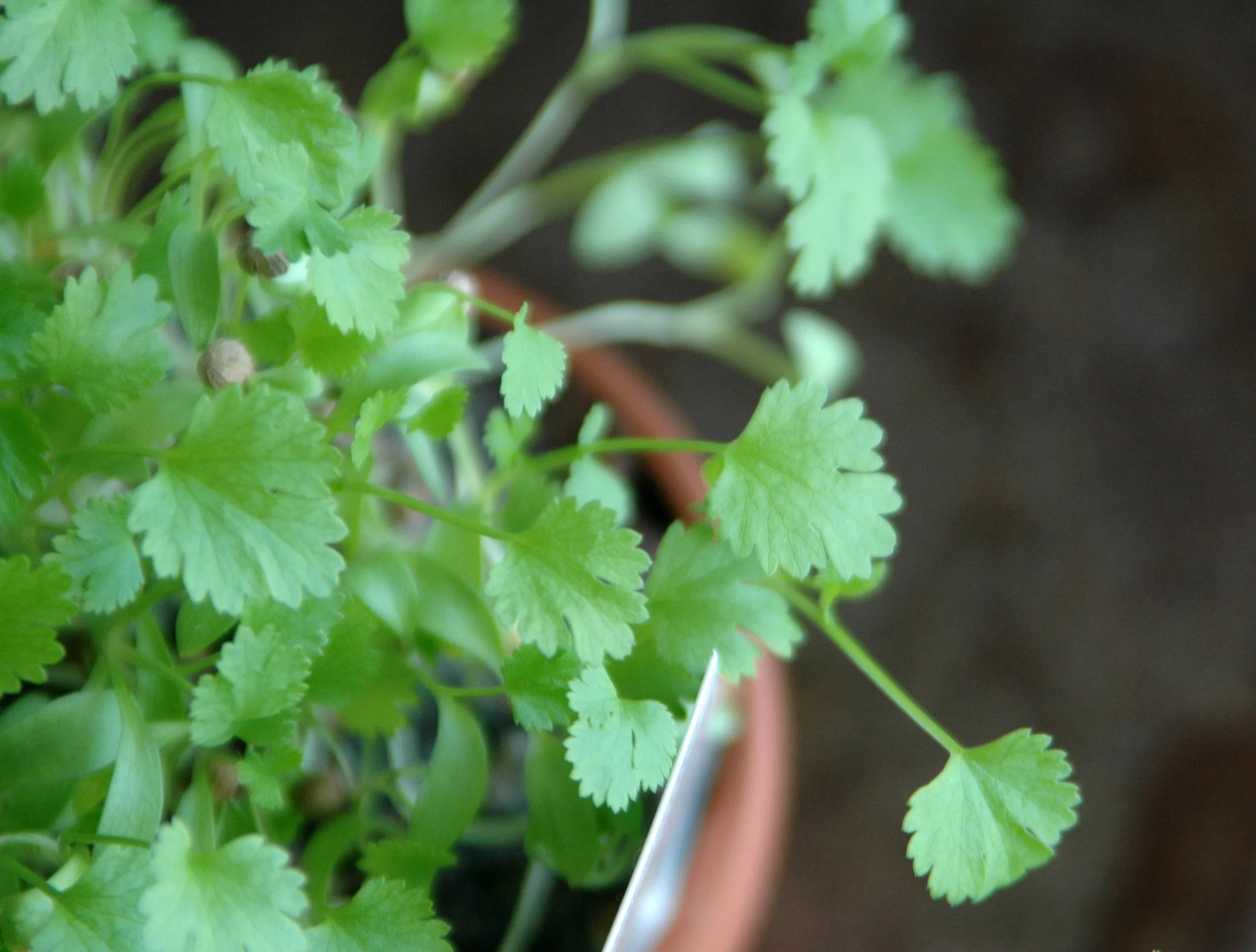 cilantro