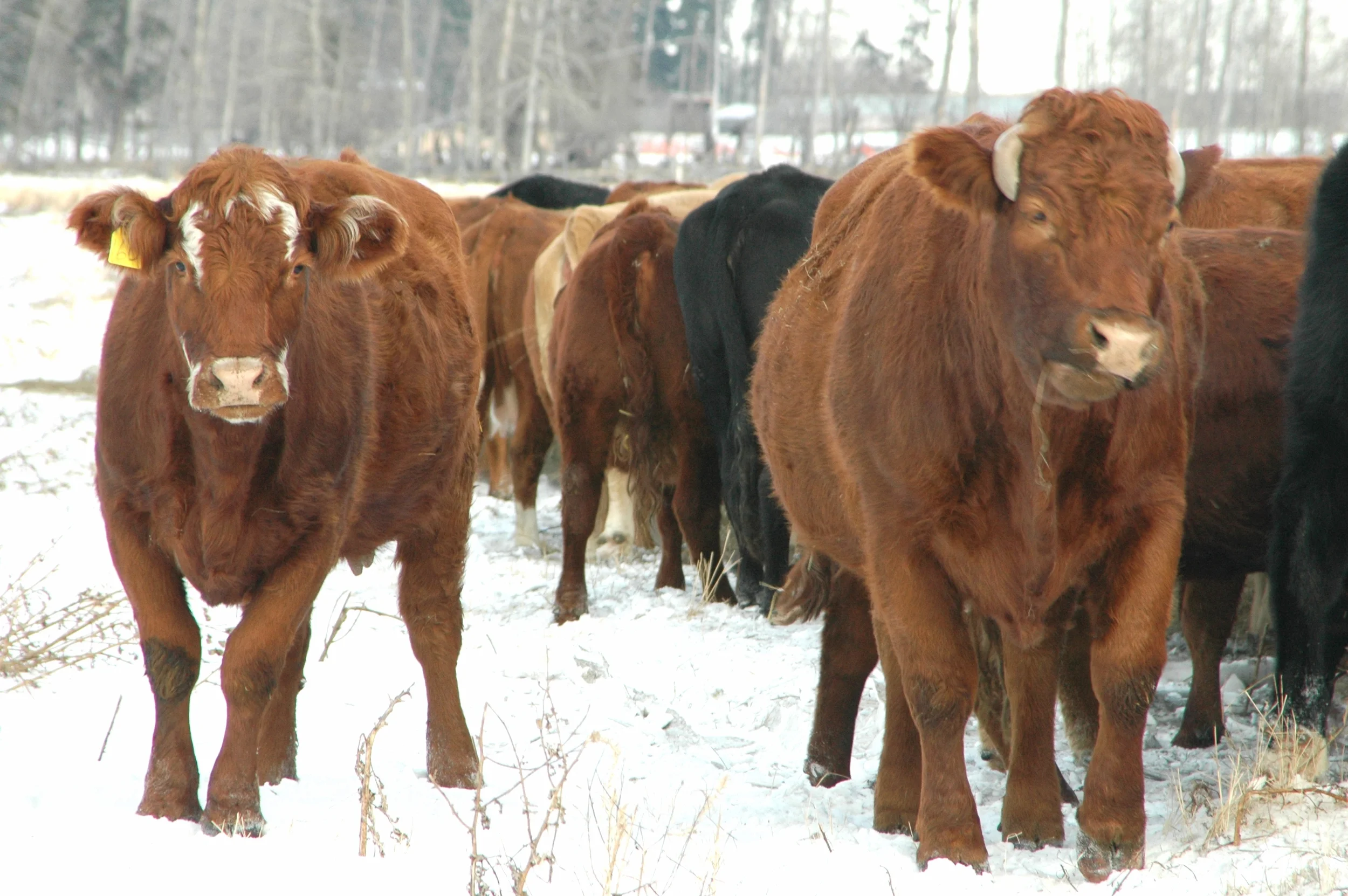albertabeef