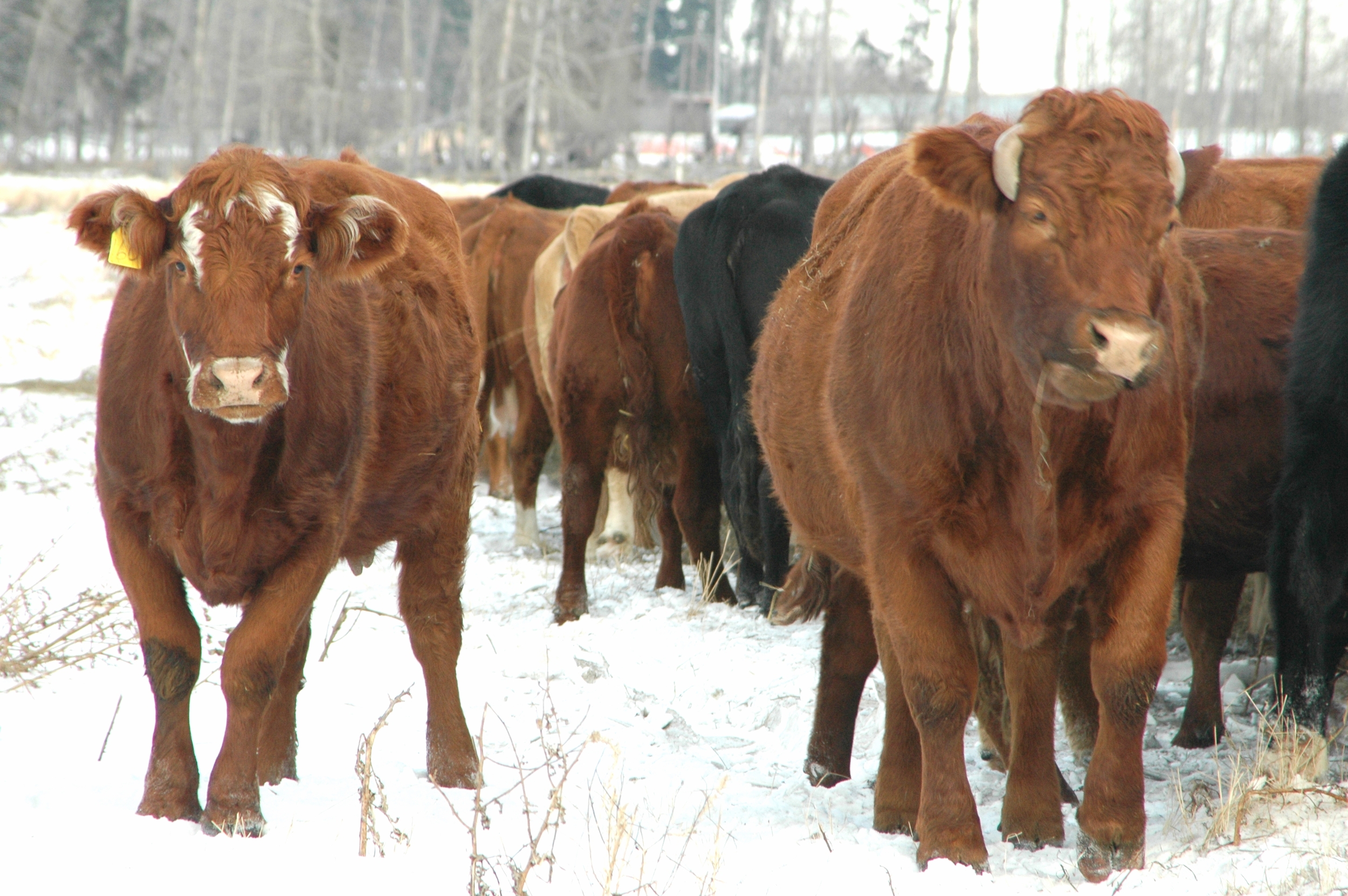 albertabeef