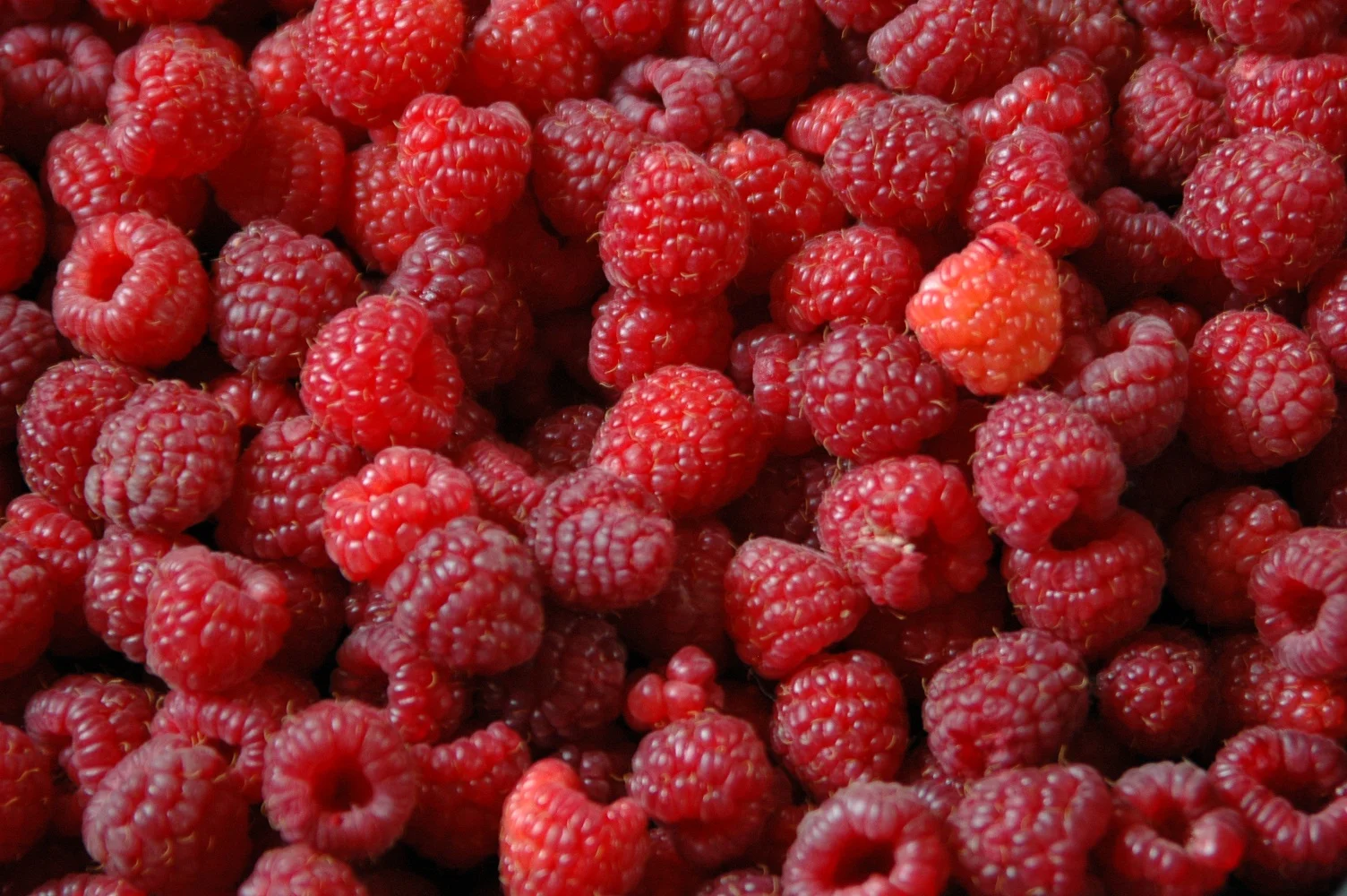 berries2.jpg