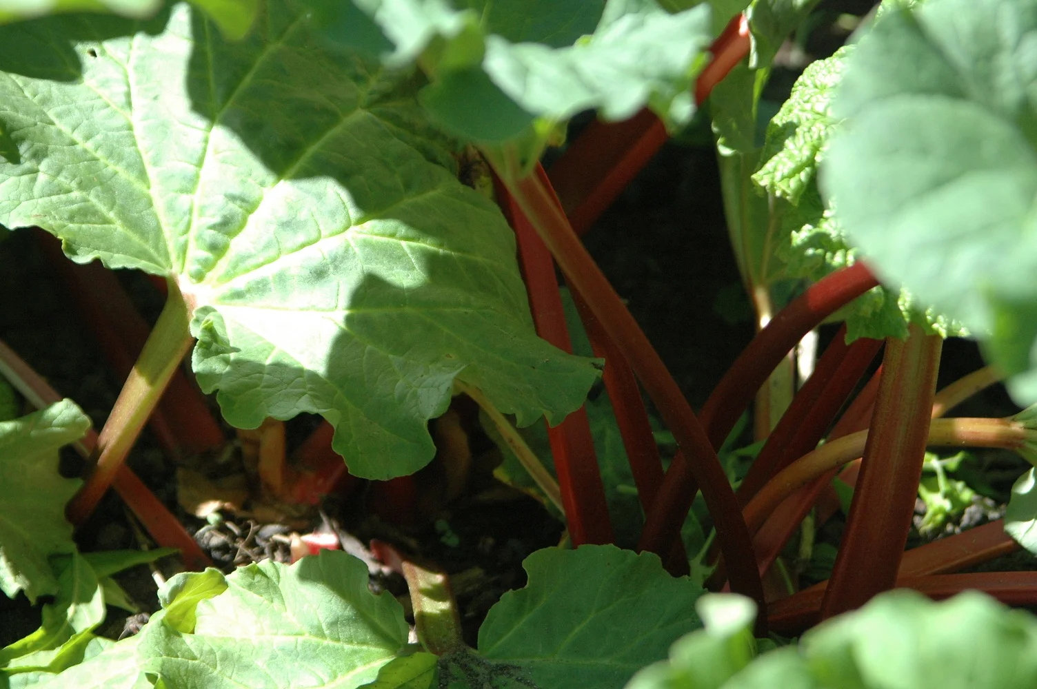 rhubarb