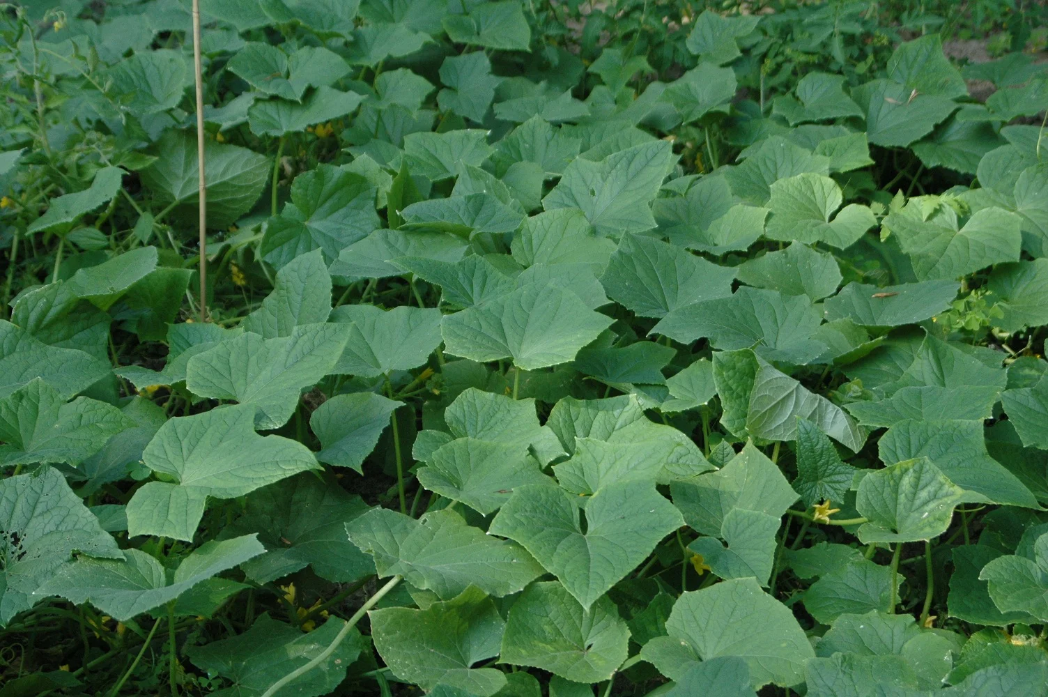 cucumber