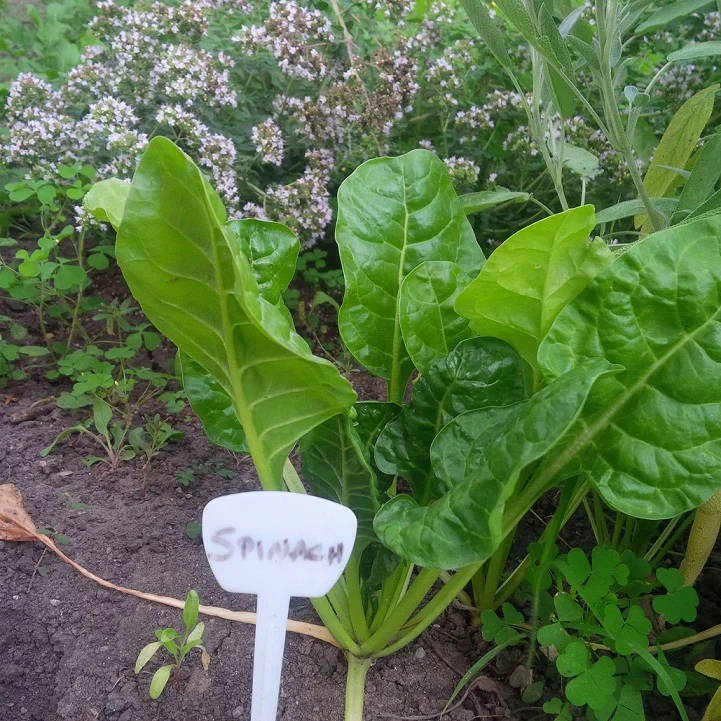 spinach