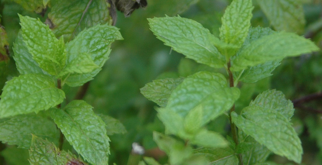 mint