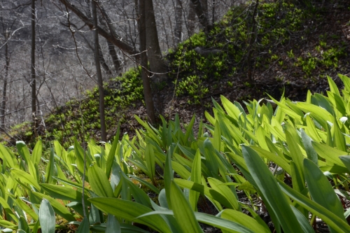 foraging for ramps