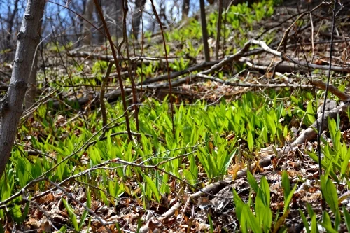wild ramps