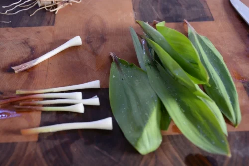 Pickle what's on the left. Make pesto with the green leaves on the right