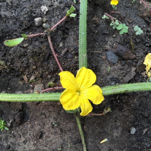 Cucumber flower