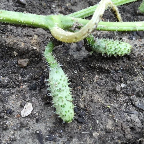 Baby Cucumber begins to grow
