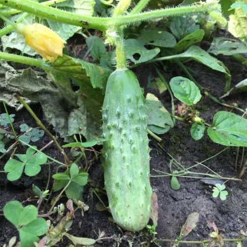pickling cucumber