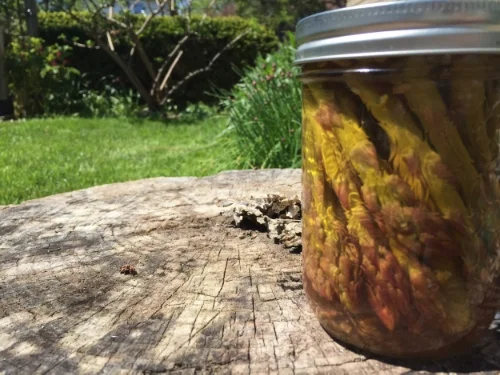 spicy pickled asparagus