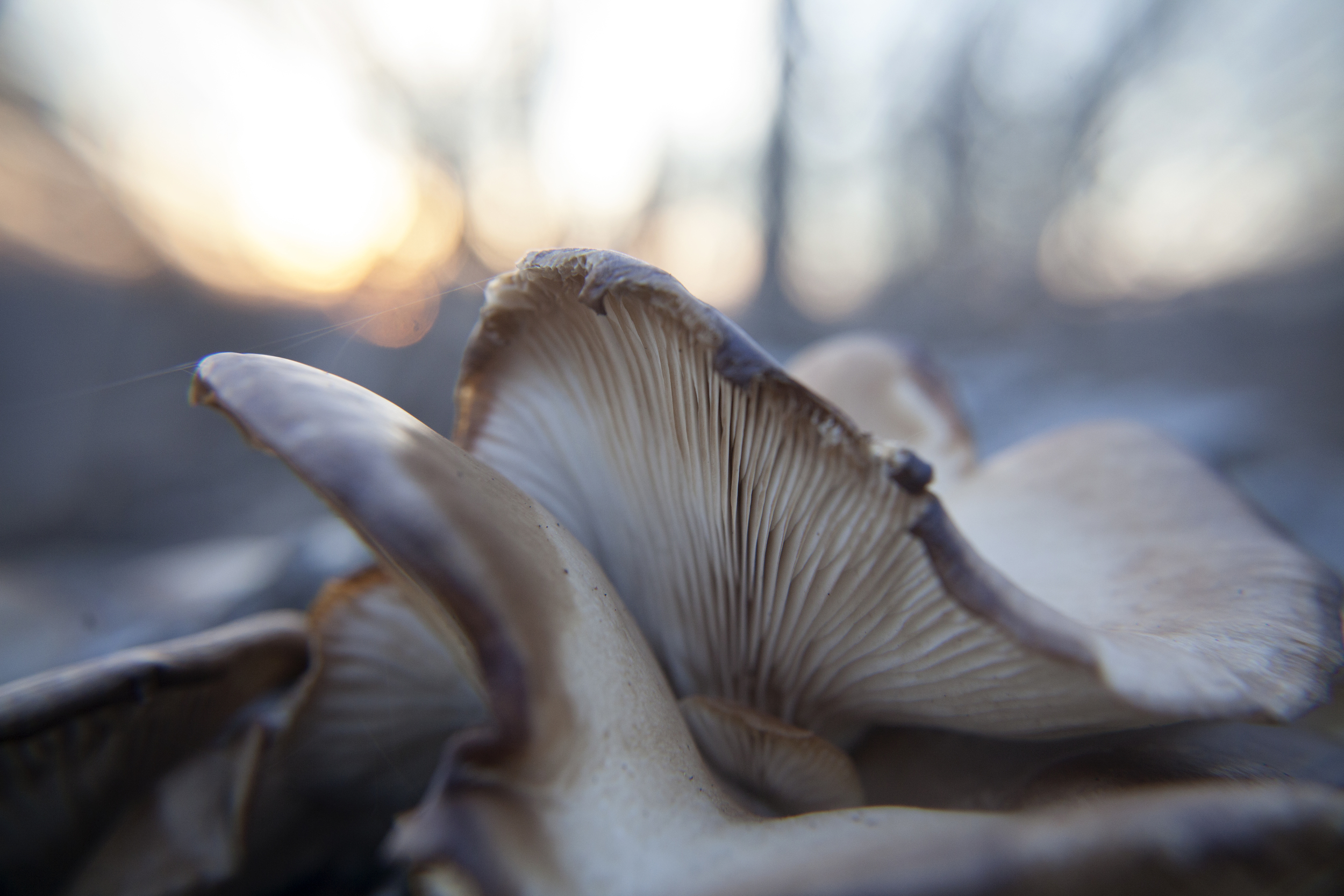 This beautiful wild mushroom makes me think of an evening gown turned upside down.