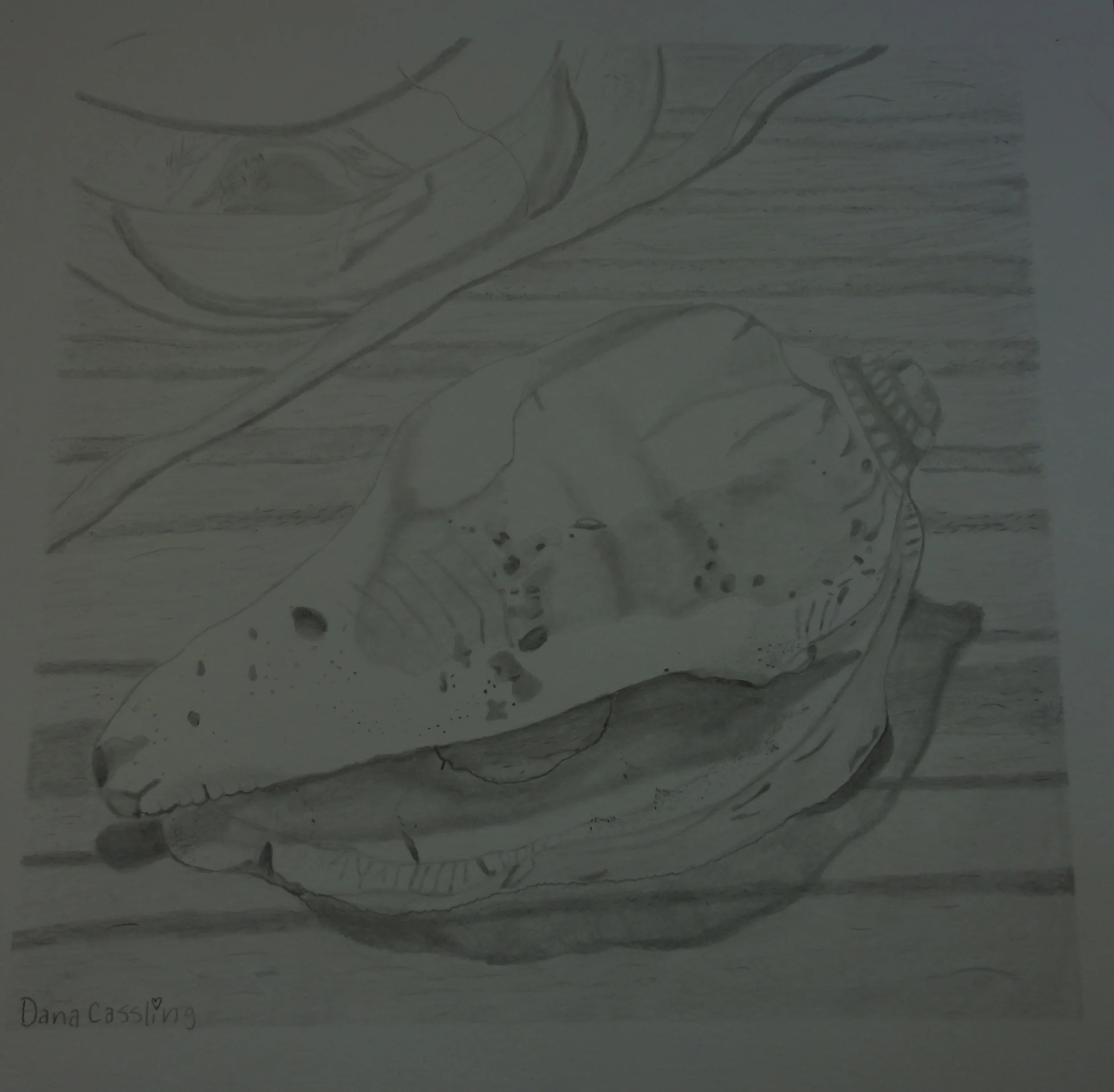  A Sea shell drawn using graphite. 