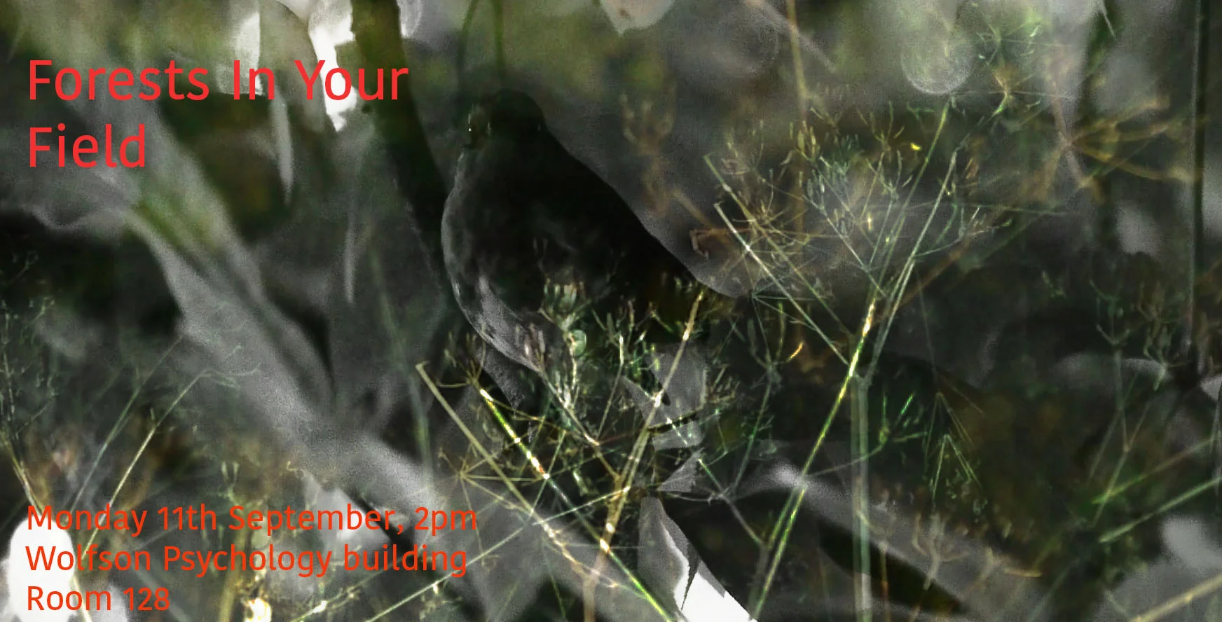 forests in your field image.jpg